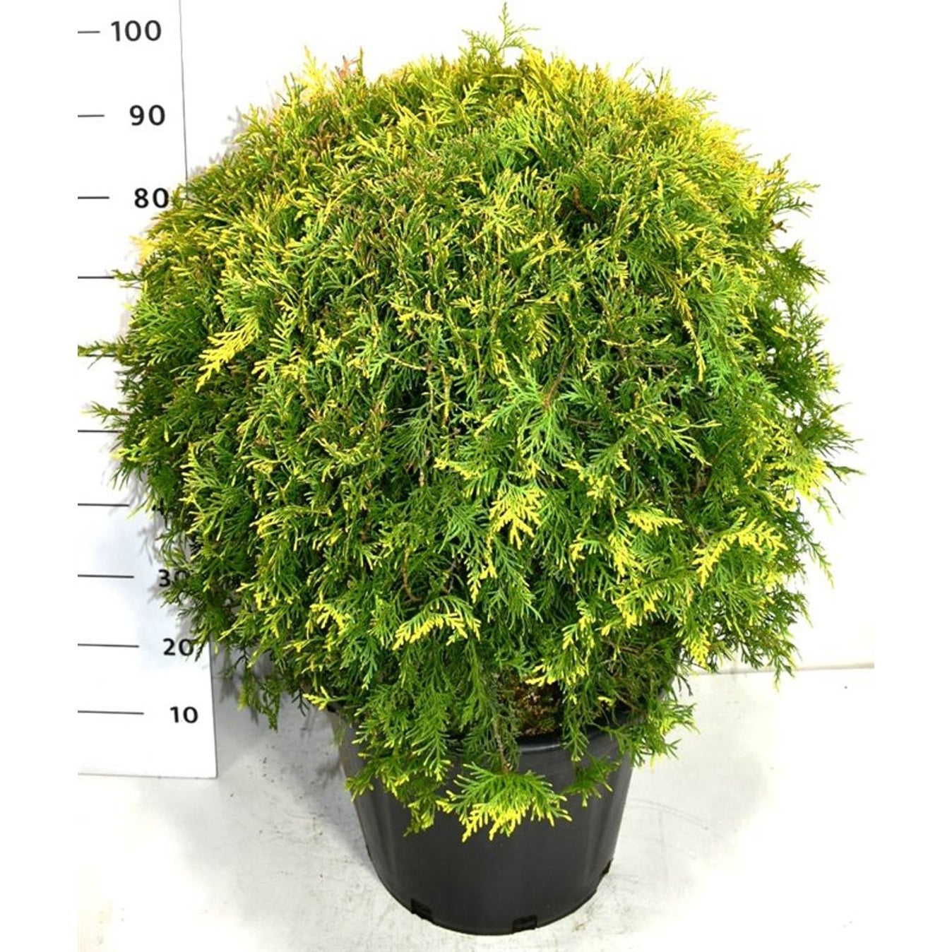 Thuja – Thuja occidentalis 'Golden Globe' - C35 60-70 cm.